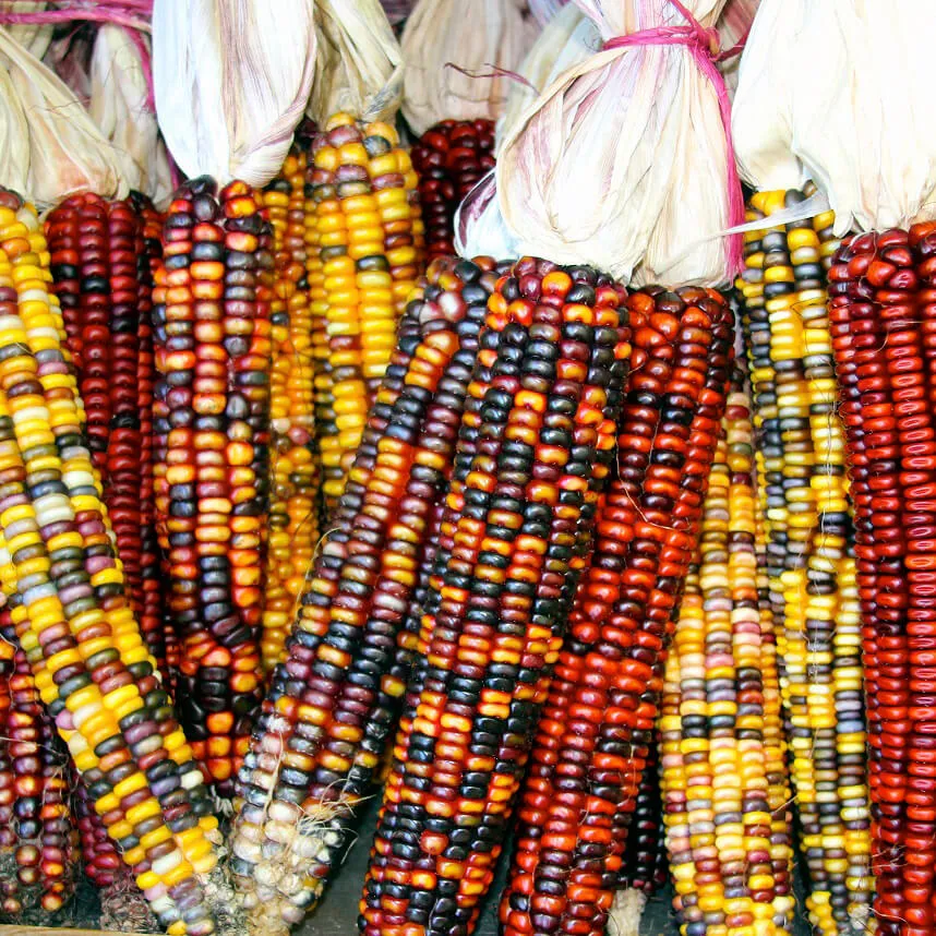 Ornamental Corn Seeds - 1/2lb - Bulk